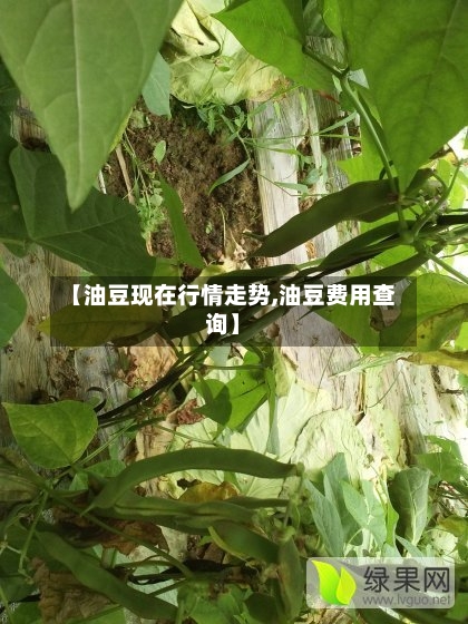 【油豆现在行情走势,油豆费用查询】