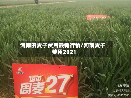 河南的麦子费用最新行情/河南麦子费用2021