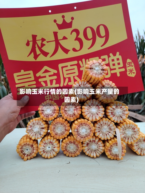 影响玉米行情的因素(影响玉米产量的因素)