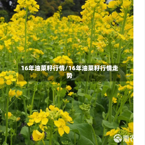 16年油菜籽行情/16年油菜籽行情走势