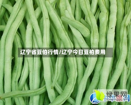 辽宁省豆伯行情/辽宁今日豆柏费用