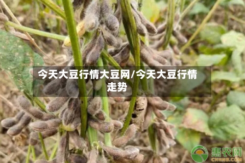 今天大豆行情大豆网/今天大豆行情走势