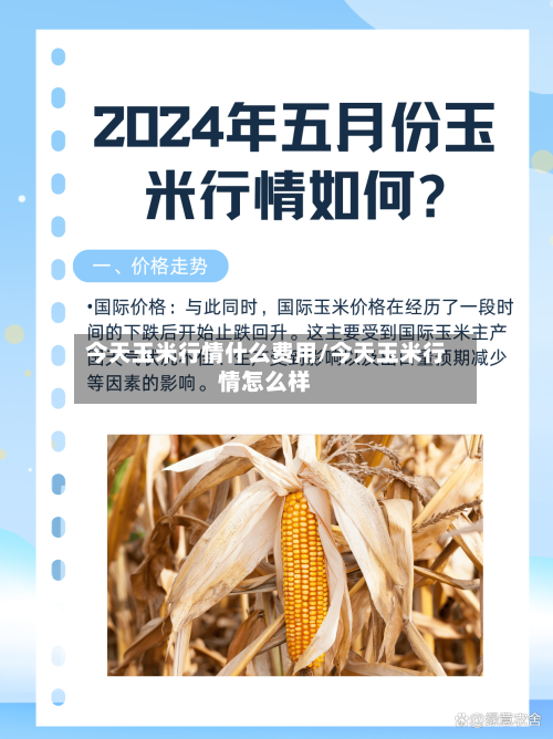 今天玉米行情什么费用/今天玉米行情怎么样