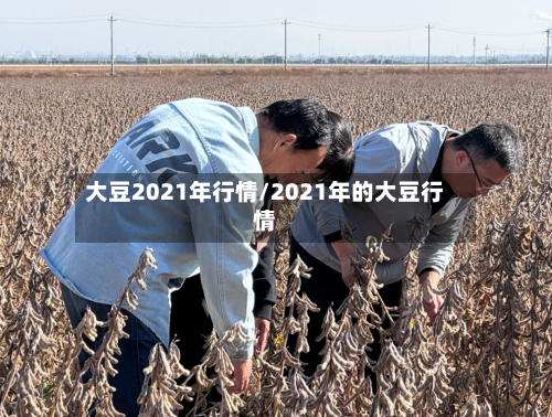 大豆2021年行情/2021年的大豆行情