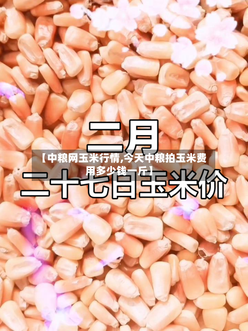 【中粮网玉米行情,今天中粮拍玉米费用多少钱一斤】