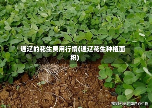 通辽的花生费用行情(通辽花生种植面积)
