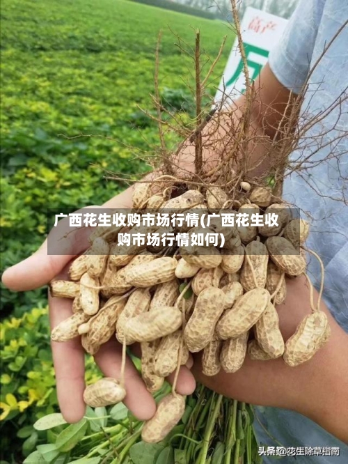 广西花生收购市场行情(广西花生收购市场行情如何)