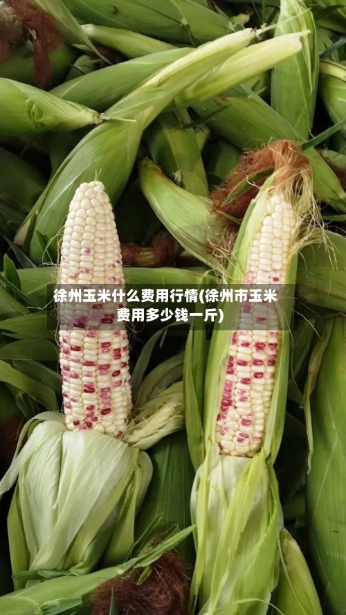 徐州玉米什么费用行情(徐州市玉米费用多少钱一斤)