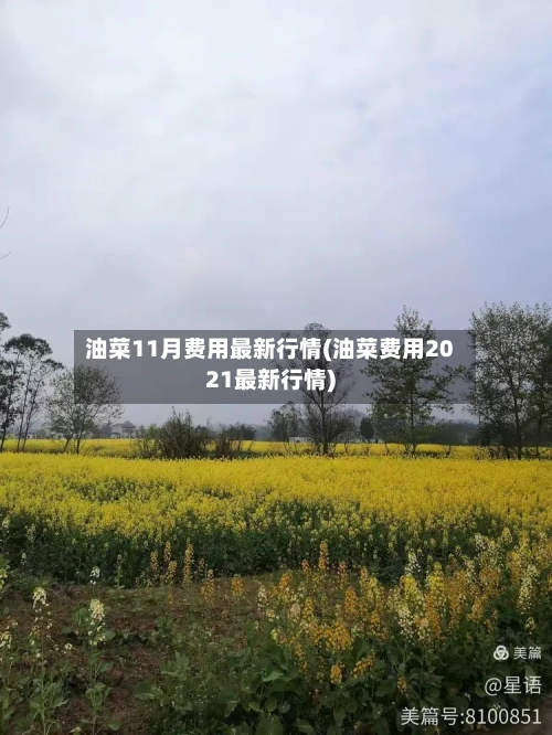 油菜11月费用最新行情(油菜费用2021最新行情)